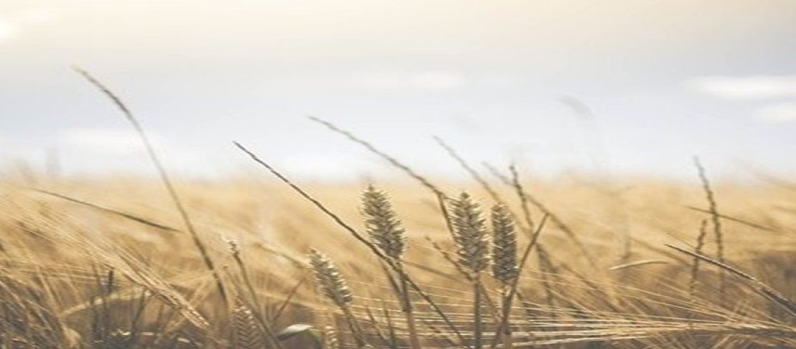 Harvest